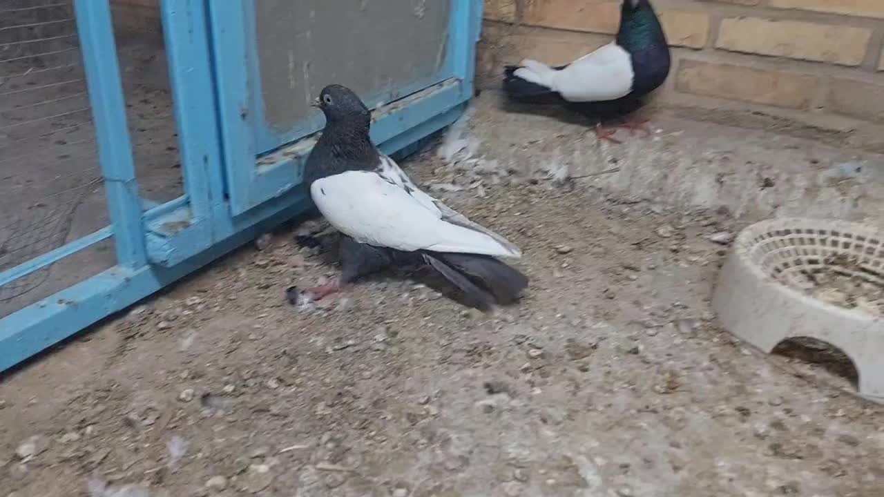 نروماده سینهای|پرنده|بهبهان, |دیوار