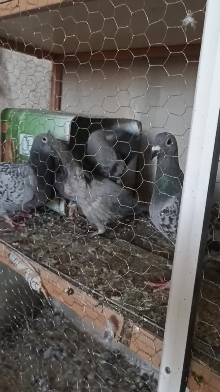 جفت پولک با جوجه|پرنده|سرایان, |دیوار