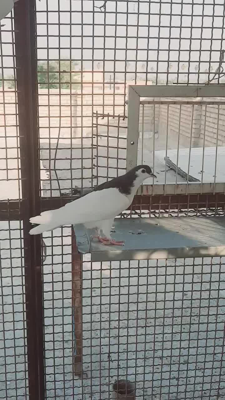 یک جفت جوجه چپی و یال|پرنده|حمیدیه, |دیوار