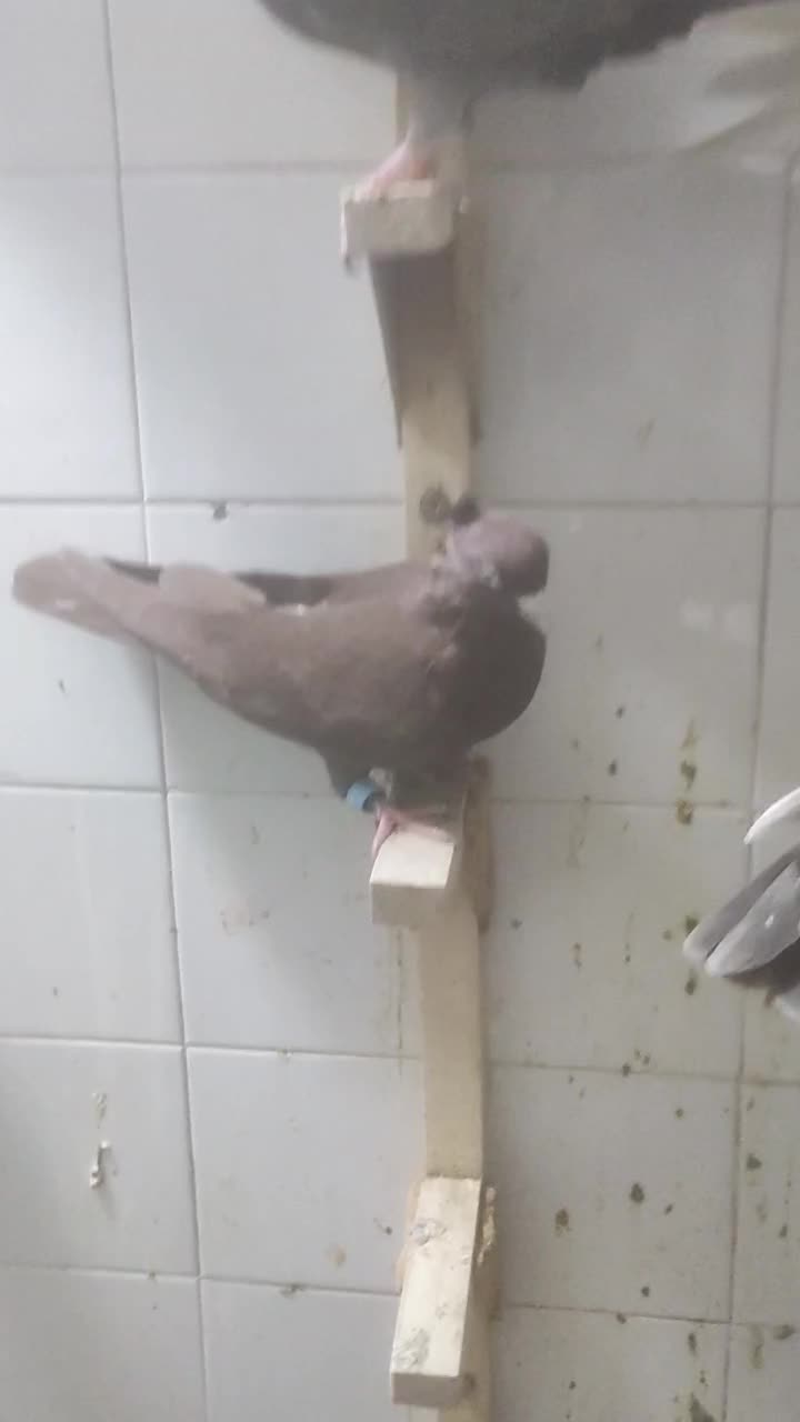 ۷تاگرقتنی|پرنده|شیراز, دارالرحمه|دیوار
