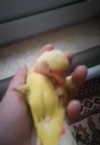 طوطی برزیلی اهلی|پرنده|تبریز, |دیوار