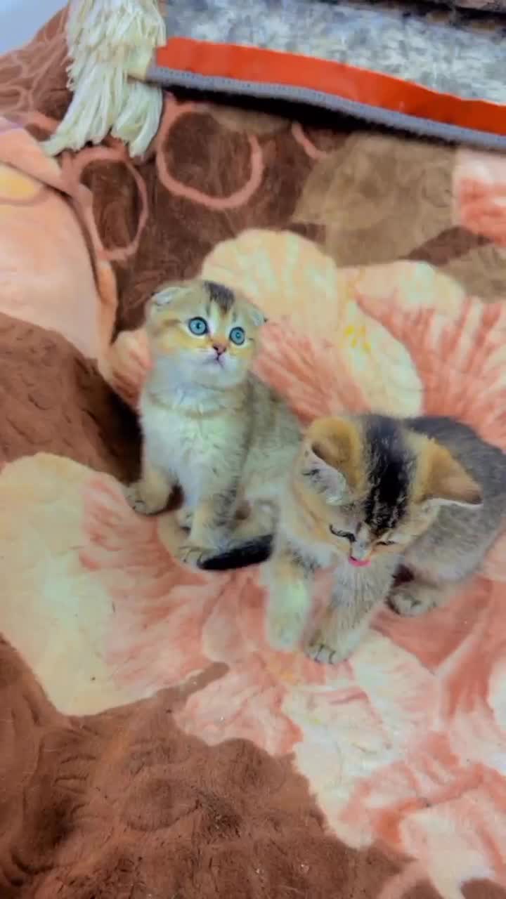 اسکاتیش وگلد وبرتیش|گربه|مشهد, حجاب (شهرک غرب)|دیوار