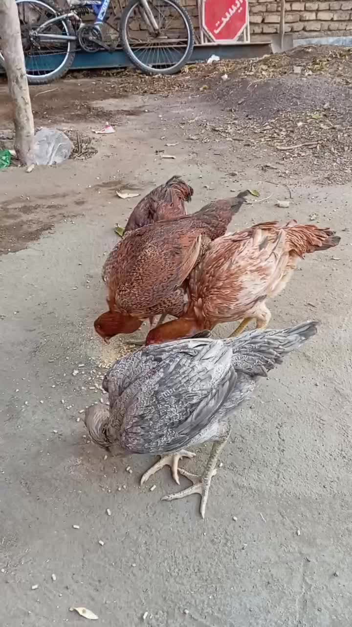 مرغ لاری|حیوانات مزرعه|تربت جام, پاسداران|دیوار