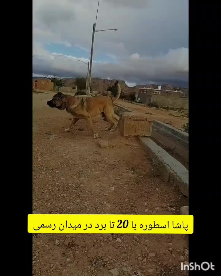سگ سرابی خراسانی پژدر نگهبان|سگ|مشهد, رسالت|دیوار