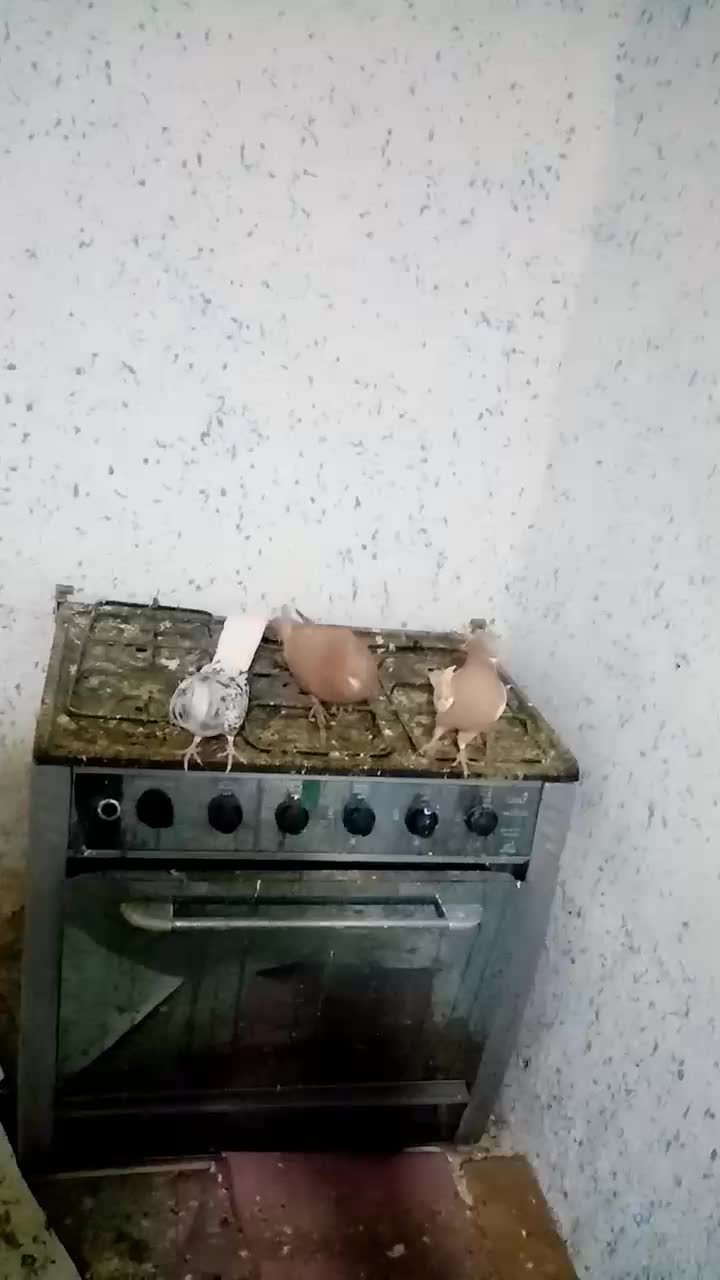 کبوتر|پرنده|خفر, |دیوار