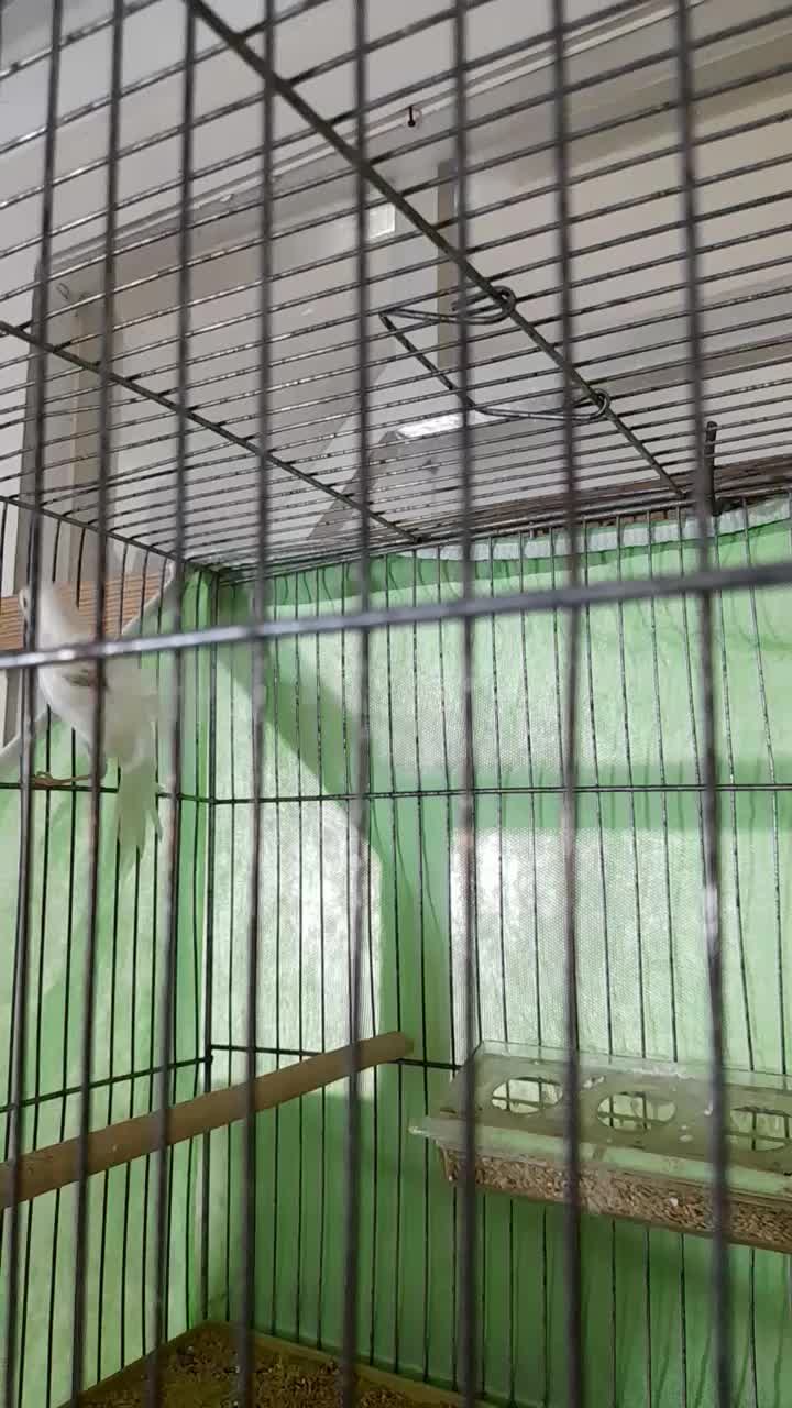 قناری نر|پرنده|سلماس, |دیوار