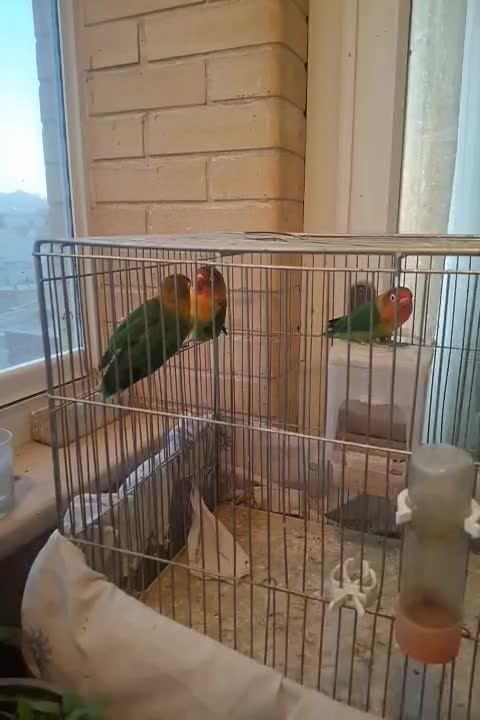 ۴ عدد طوطی برزیلی سبز ۳ ماده|پرنده|اصفهان, گلزار|دیوار