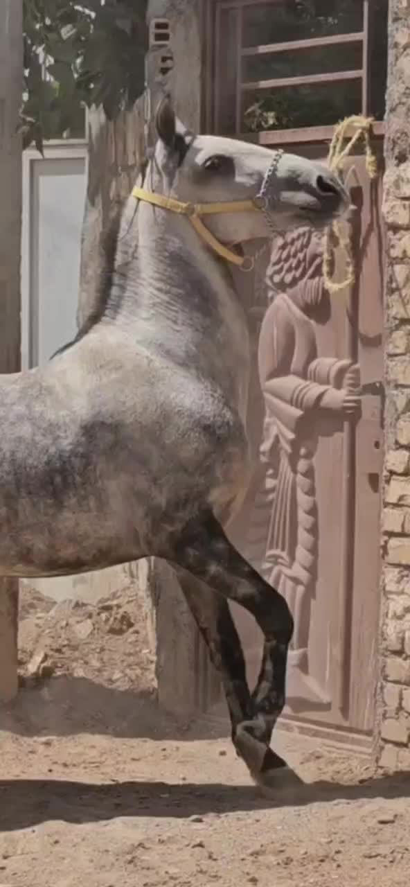 فروش مادیان کرد.نوه شورش شریف .|اسب و تجهیزات اسبسواری|لنجان, |دیوار