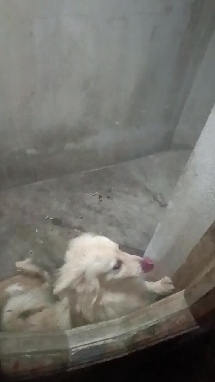 اشپیتز|سگ|گرگان, |دیوار