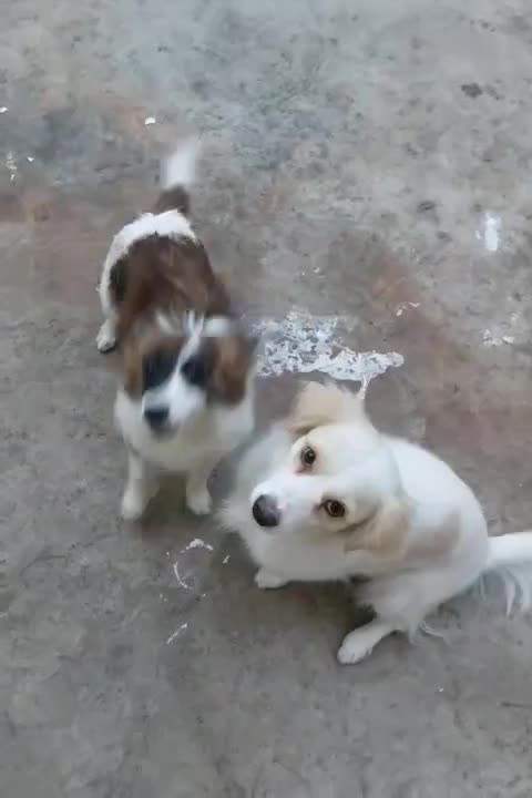 دو عدد سگ عروسکی خونگی با نژاد پامرشیتزو باهوش|سگ|مسجد سلیمان, |دیوار