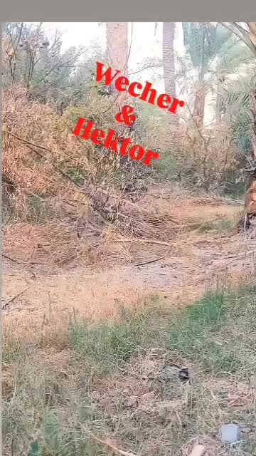 واگذاری توله ژرمن بلک ورک لاین و شولاین|سگ|کهنوج, |دیوار