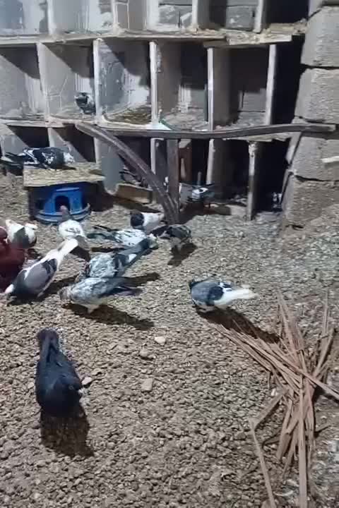 پرنده|پرنده|مهران (ایلام), |دیوار