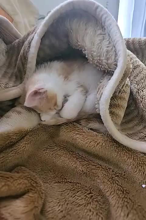 واگذاری گربه ی نر دو ماهه|گربه|تهران, فردوس|دیوار