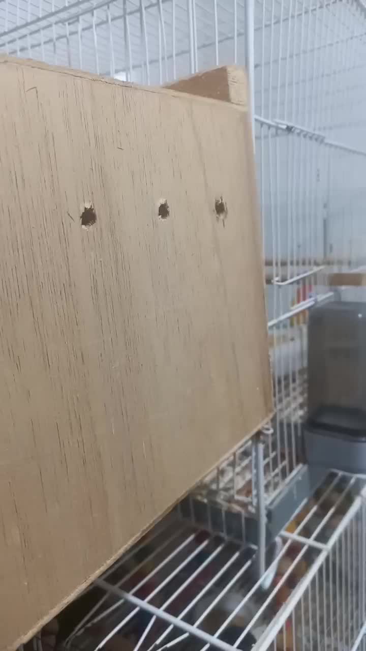 طوطی کوتوله ، عروس هلندی ، گرینچیک|پرنده|بندرعباس, |دیوار