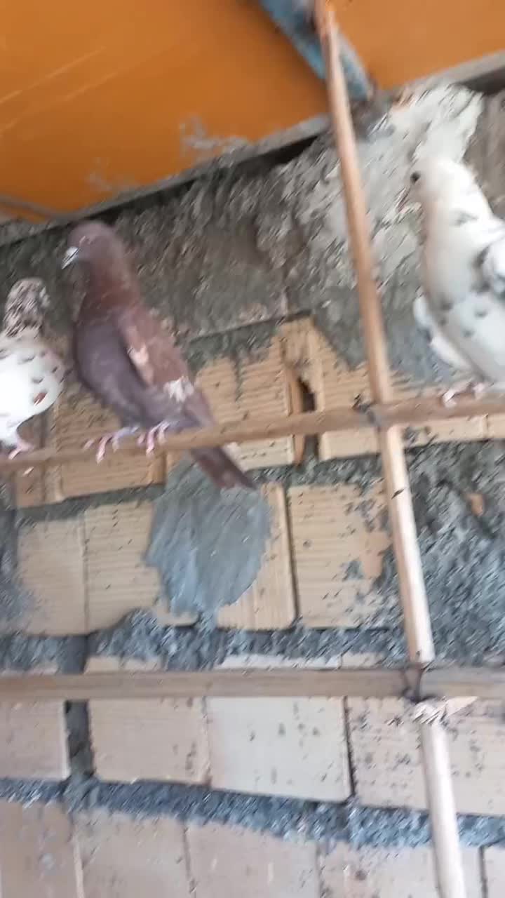 کبوتر چملگی وتکی چ ا ه س ت ا ن|پرنده|بندرعباس, |دیوار