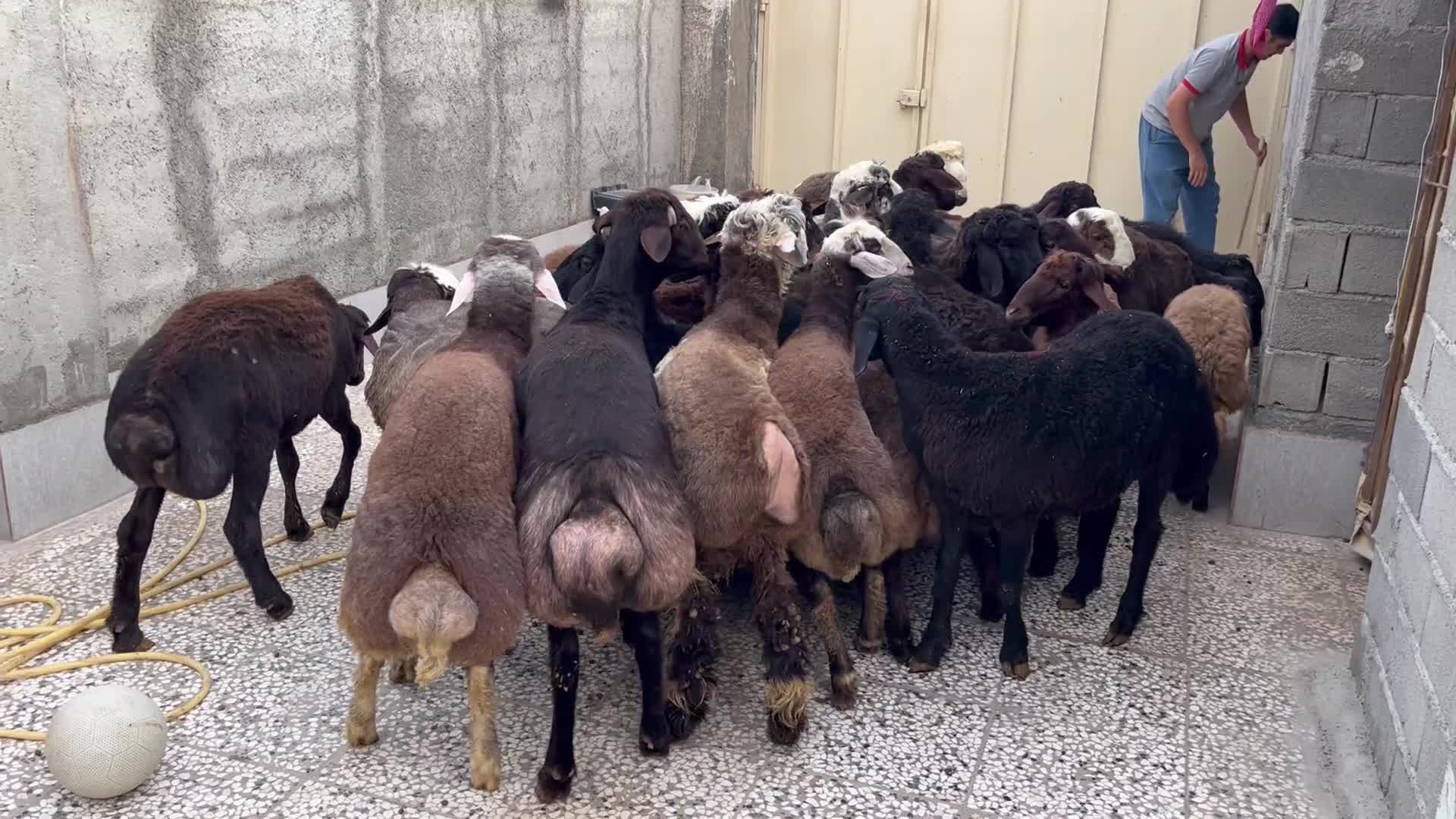 فروش بره چاق کلاله|حیوانات مزرعه|کلاله, |دیوار