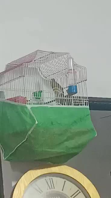 قناری نر مست بخون شلاقی به شرط خوندن|پرنده|پاکدشت, پاکدشت (مامازند)|دیوار