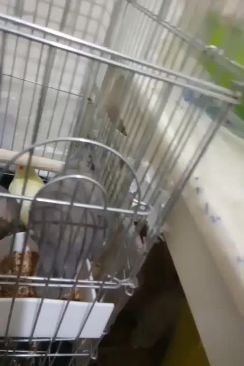 سینامون نر حدودا یکساله سخنگو با نمک سلامت|پرنده|فردیس, فردیس|دیوار