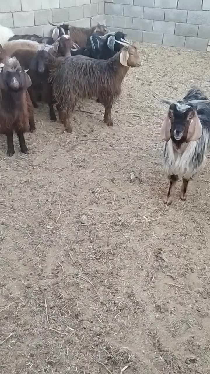 ده عدد بزغاله چاق|حیوانات مزرعه|قائن, |دیوار