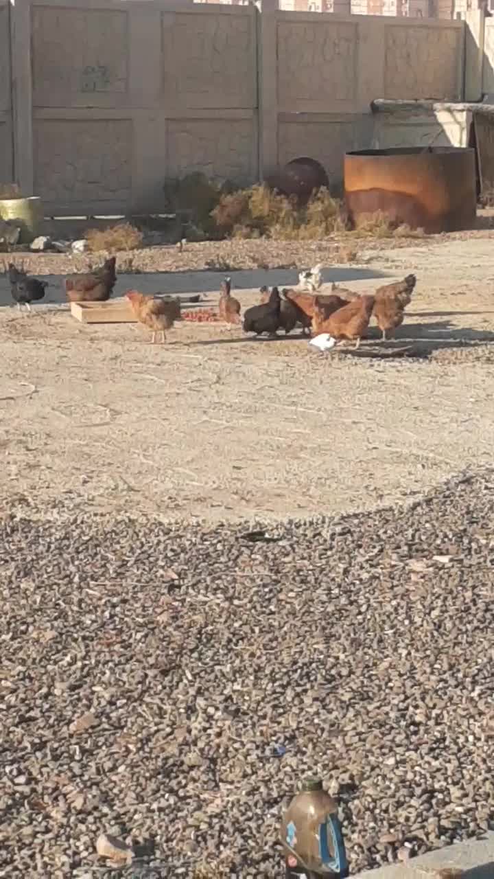 سهره لطفا متنو خوب بخونید|حیوانات مزرعه|محمدیه-قزوین, |دیوار