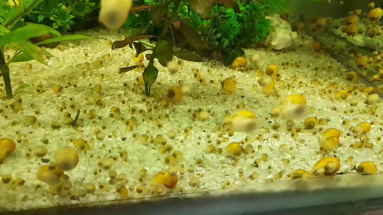 حلزون سیب آکواریوم|ماهی|ملایر, |دیوار