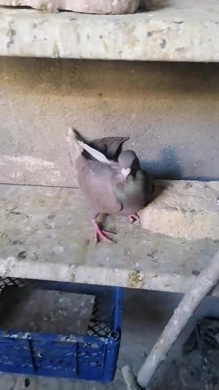 سه عدد کبوتر نامور اس|پرنده|کنگاور, |دیوار