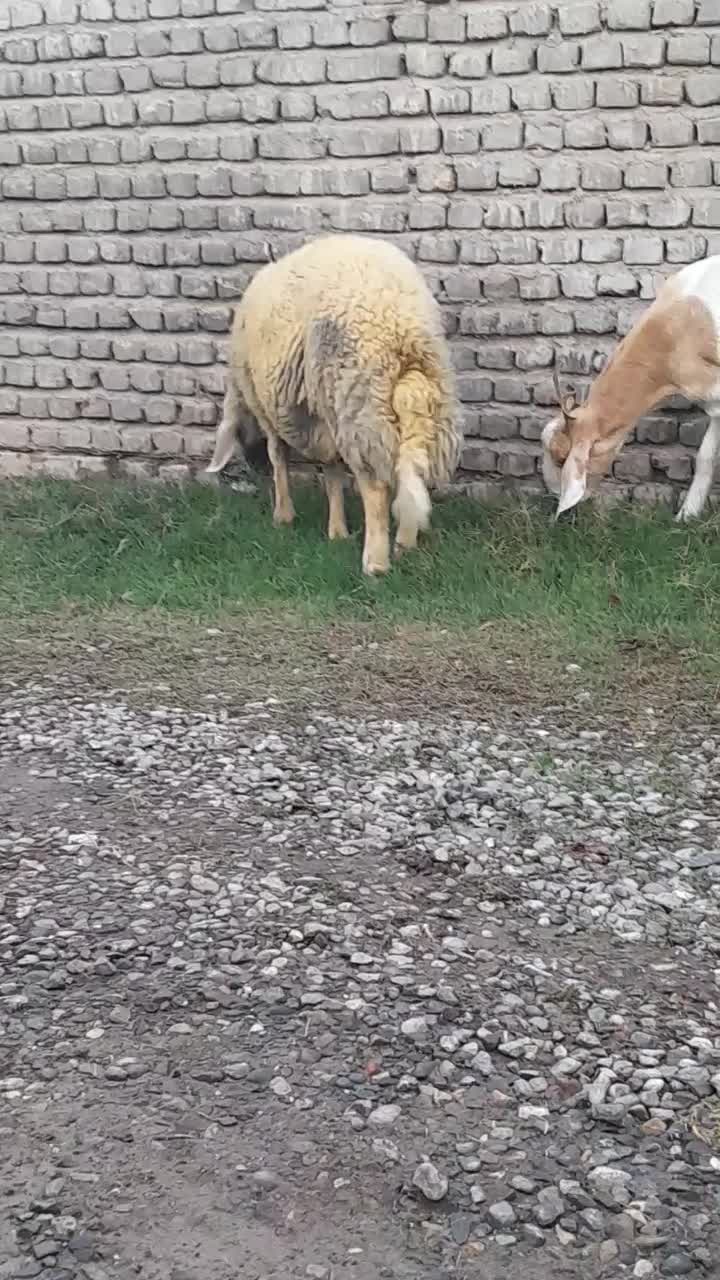 بره قوچ آس|حیوانات مزرعه|آق قلا, |دیوار