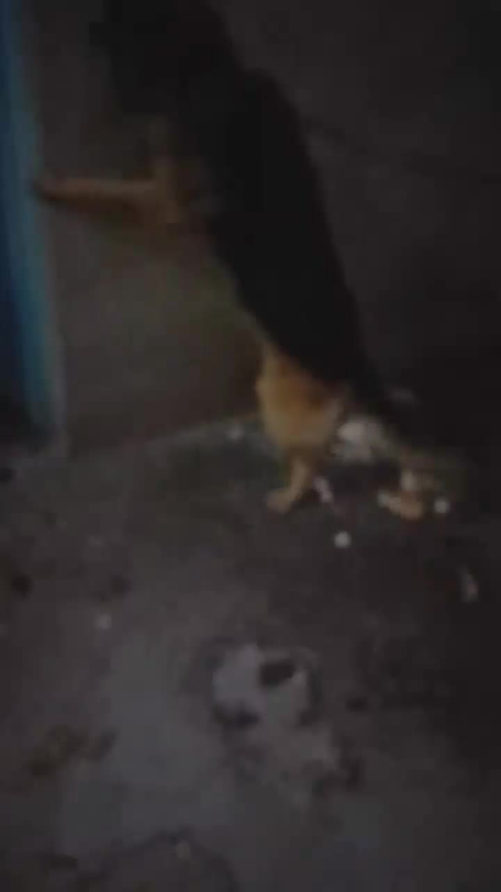 سگ ژرمن شپرد اصیل|سگ|قزوین, |دیوار