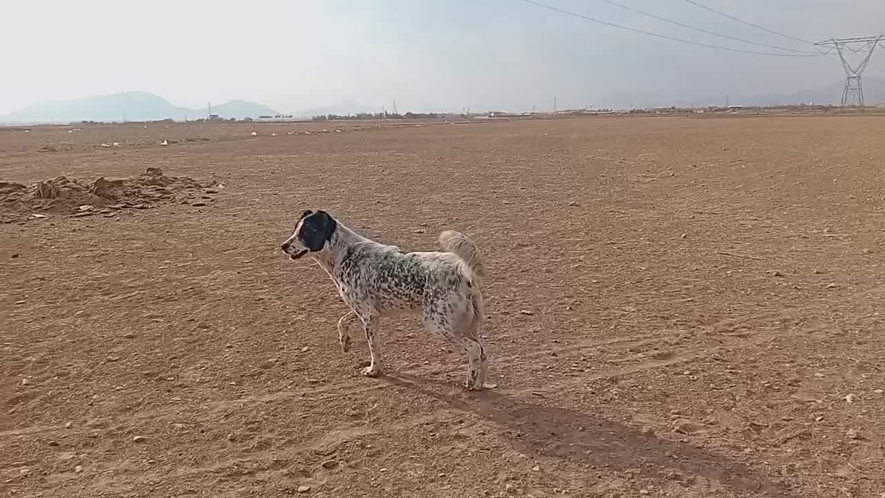 سگ گله نژاد قدریجانی قیمت ۲۵۰۰۰۰۰تومان|سگ|خمین, |دیوار