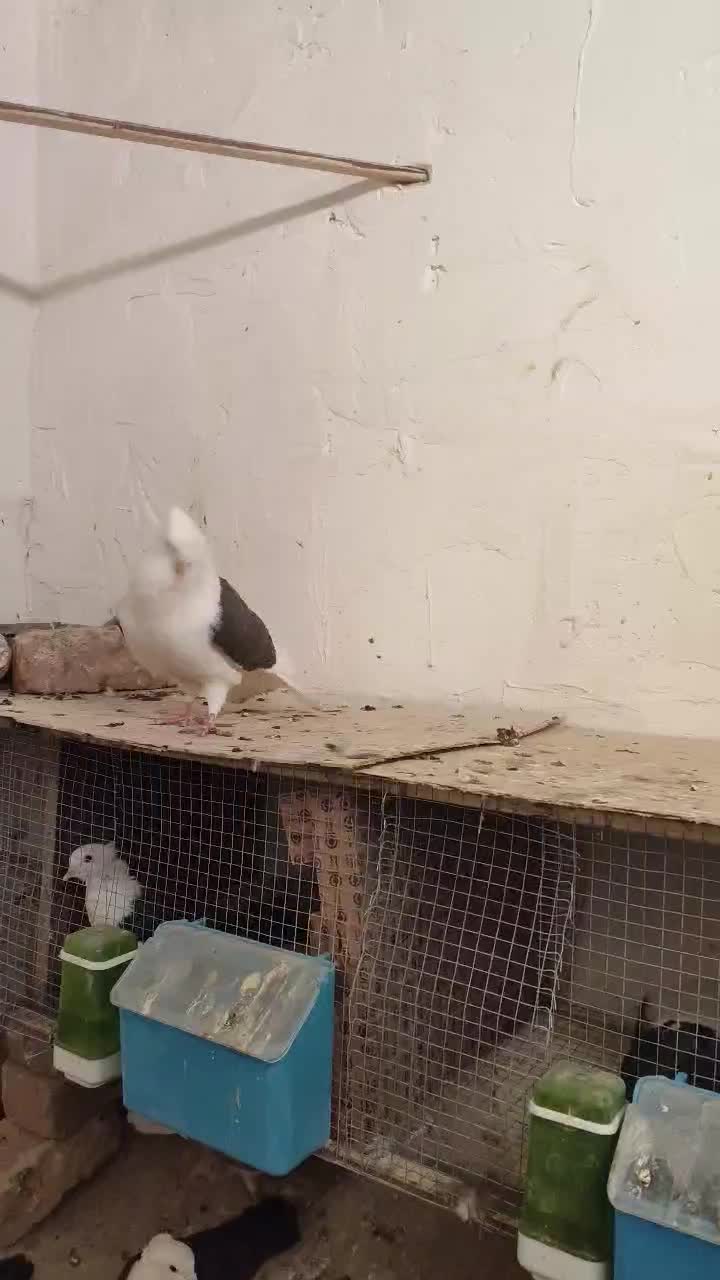 نر دوکت گمشده|پرنده|قم, شهر قائم|دیوار