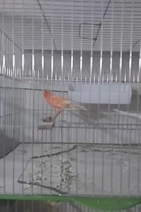 قناری|پرنده|تفت, |دیوار