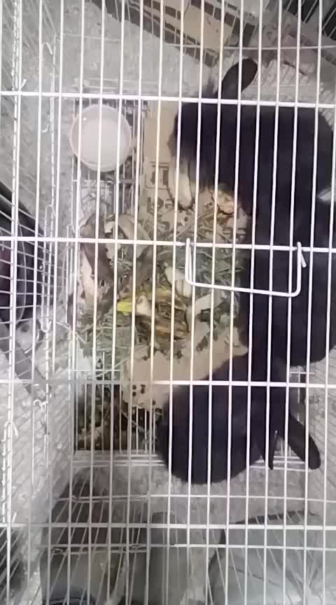 فروش ویژه  جوجه خرگوش پشمالو ولپ|موش و خرگوش|خواف, |دیوار