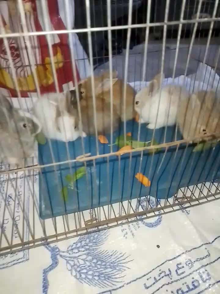 نینی های پشمالویی خرگوش|موش و خرگوش|برازجان, |دیوار