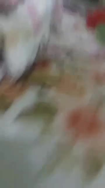 یک طوطی ملنگو در بازارچه خزامی گم شده|پرنده|کارون, |دیوار