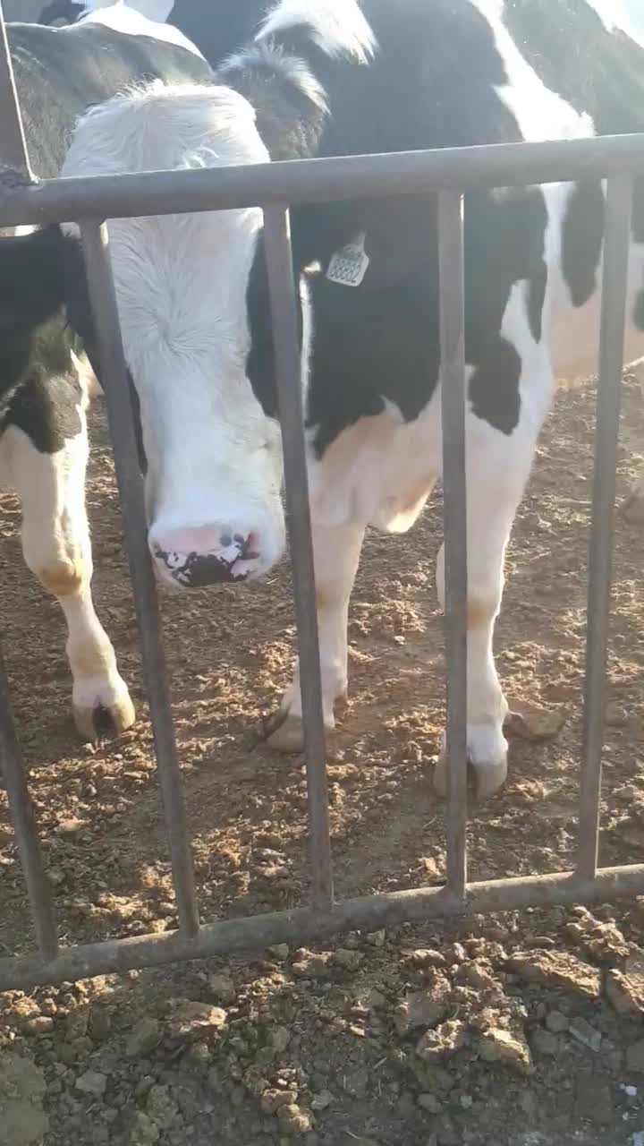 گوساله چاق|حیوانات مزرعه|تاکستان, |دیوار