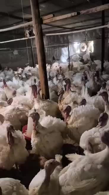 بوقلمون گوشتی پروار|حیوانات مزرعه|بوکان, |دیوار