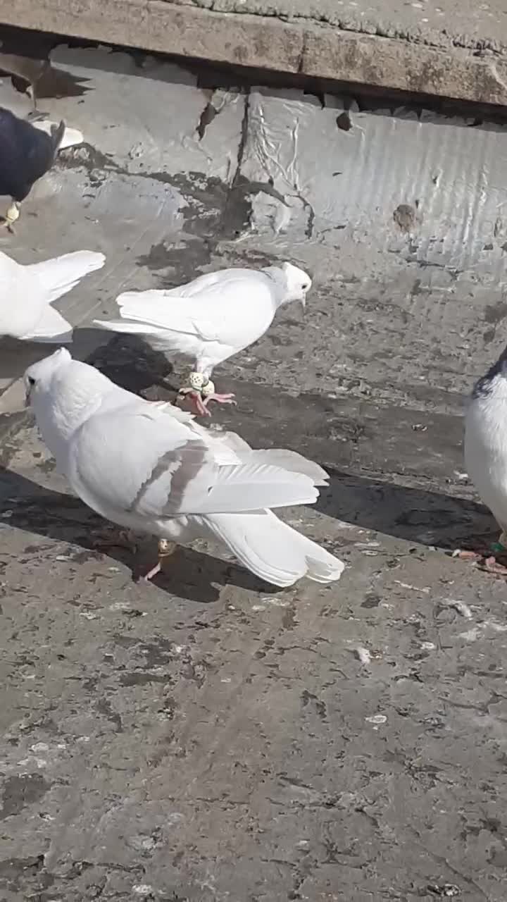 کبوتر طوقی زیل دمسفیدماده کبود شامی|پرنده|قزوین, |دیوار