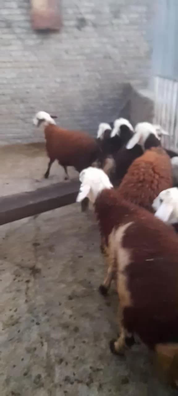 بره نره|حیوانات مزرعه|بروجرد, |دیوار