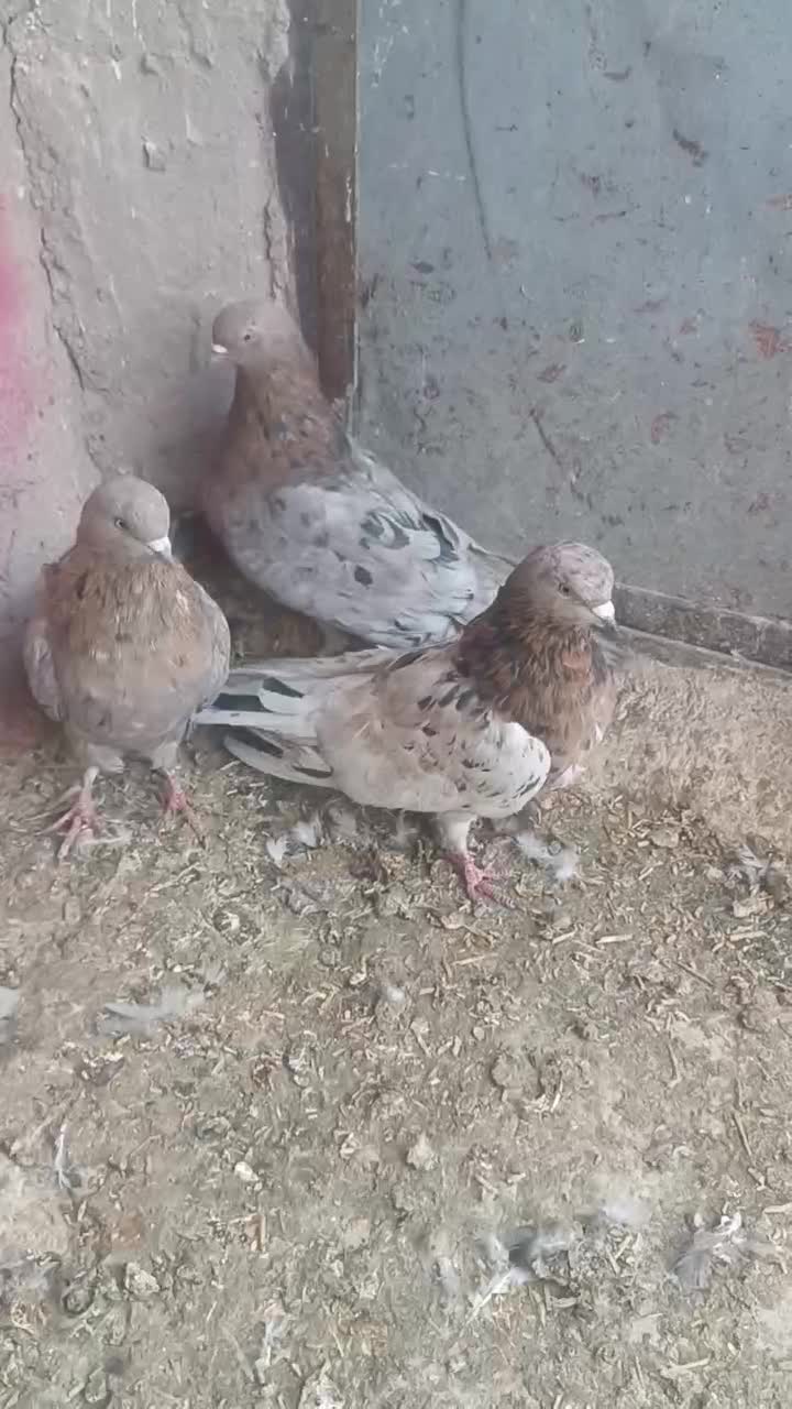 ۴عددسوربازیکن نر|پرنده|بم, |دیوار