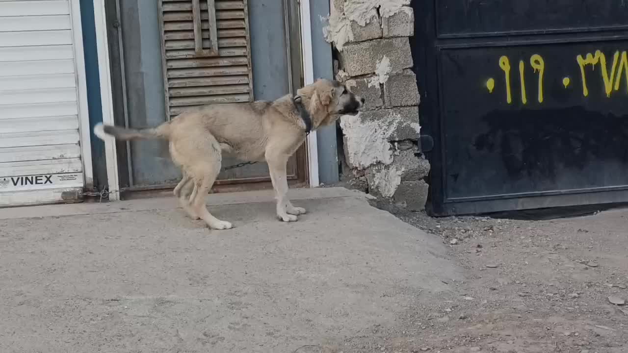 توله|سگ|ماهدشت, |دیوار