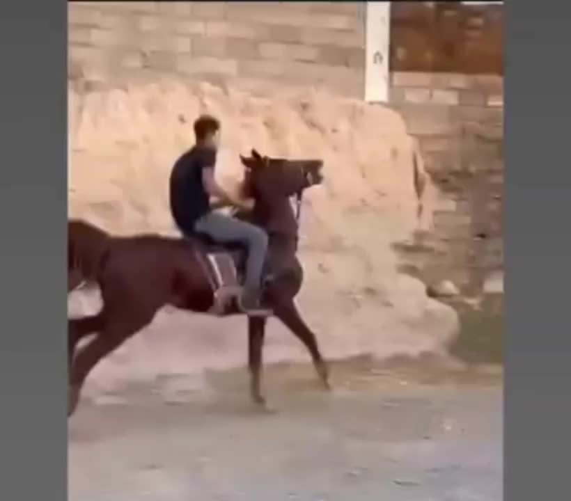 اسب نریان|اسب و تجهیزات اسب‌سواری|بناب, |دیوار