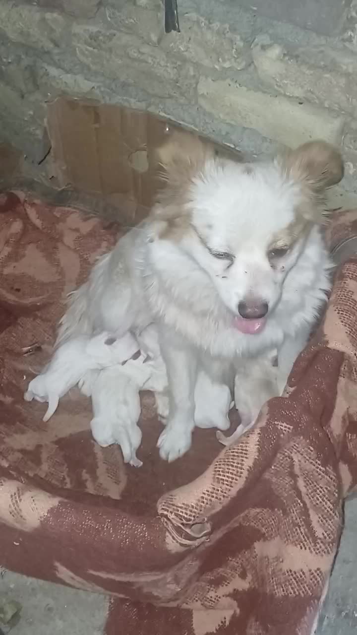 آشپتیزبا۴تابچه بخونید|سگ|کرمانشاه, |دیوار