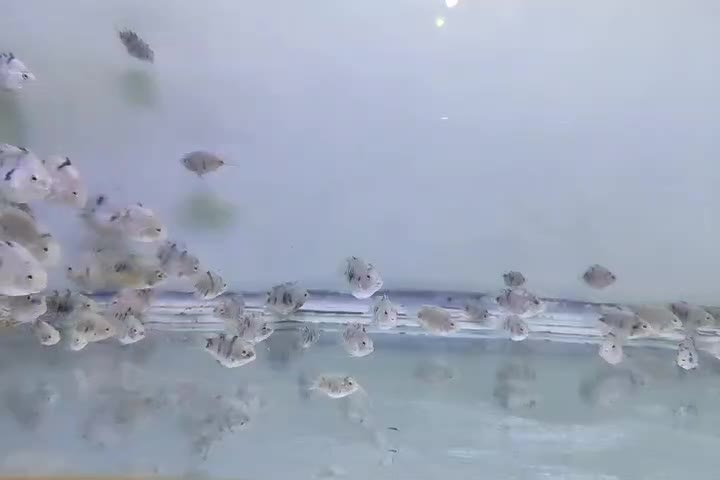 ماهی سیچلاید کانوکیت|ماهی|سقز, |دیوار