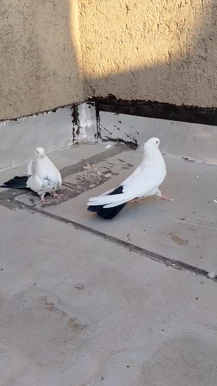 جفت دم سیاه نر کاکلی|پرنده|میانه, |دیوار