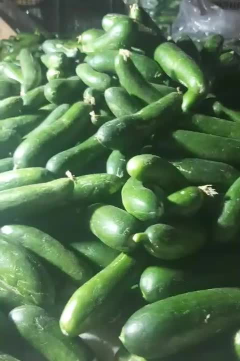 خیار بوته ای محلی|گل و گیاه طبیعی|شیروان (خراسان), |دیوار