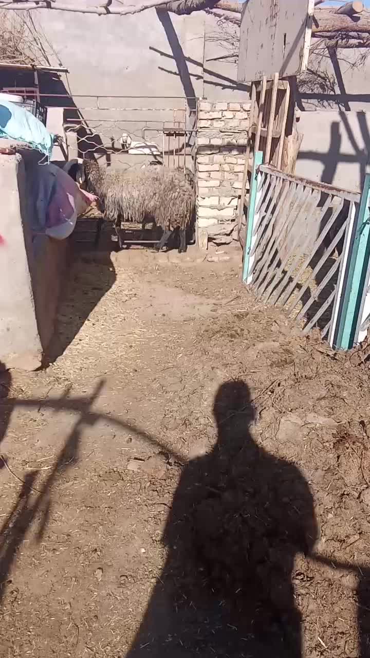 شبشک شال|حیوانات مزرعه|یزد, |دیوار