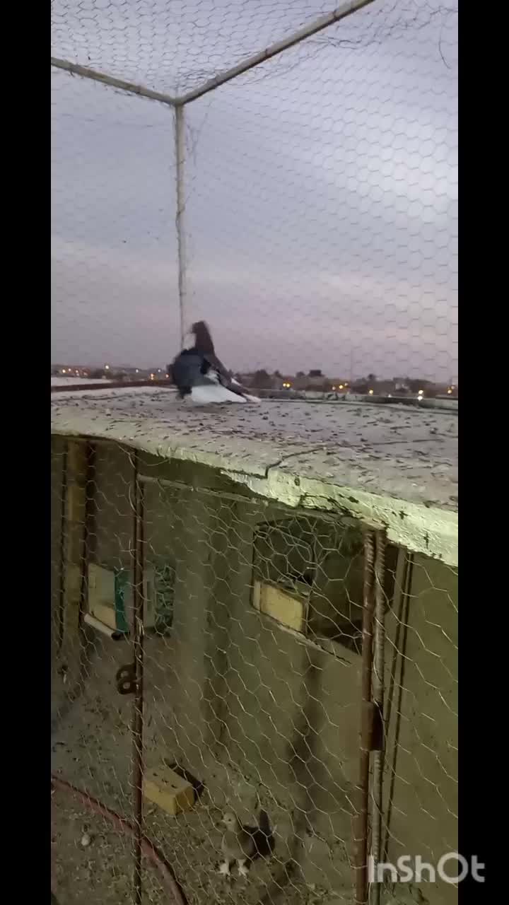 دم سفید نر و ماده|پرنده|مرودشت, زنگی آباد|دیوار