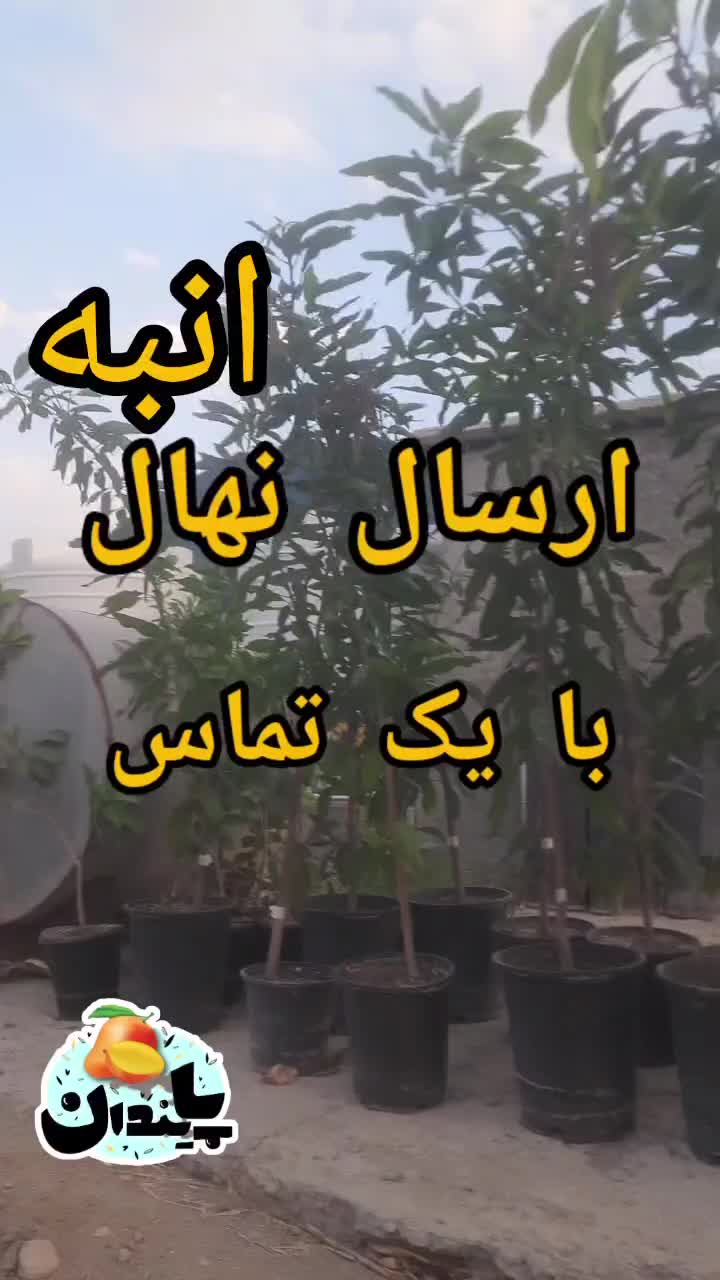 نهال انبه پیوندی در نهالستان پایندان|خدمات باغبانی و درختکاری|بندرعباس, |دیوار
