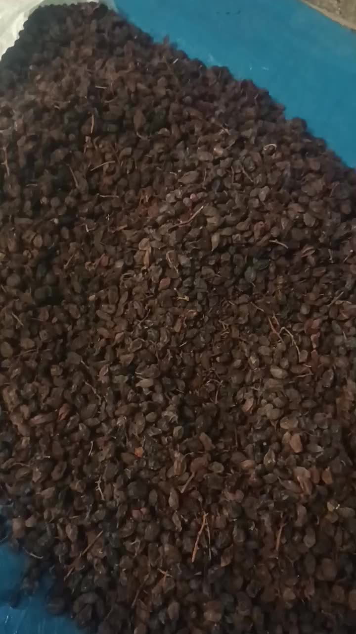 کشمش مویز انجیر ضایعات|خوردنی و آشامیدنی|مرودشت, فاز دوم شهرک فرهنگیان|دیوار