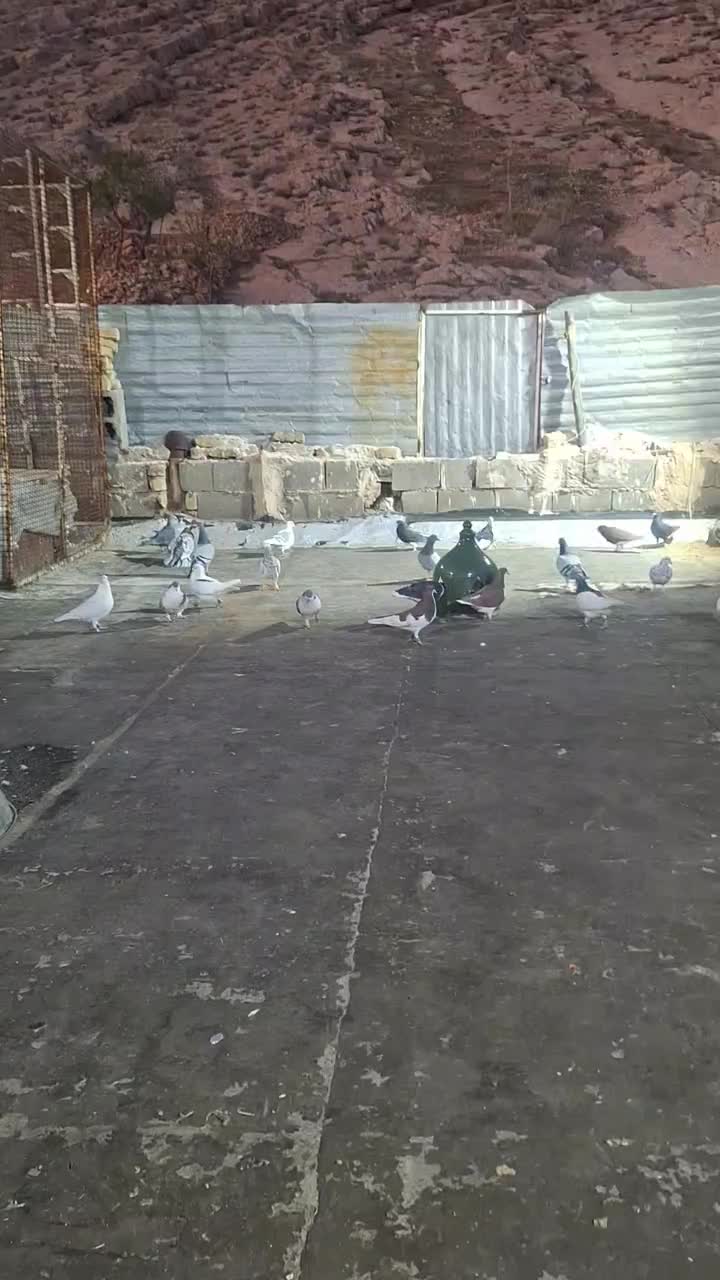 کبوتر|حیوانات|شیراز, سعدیه جنوبی|دیوار